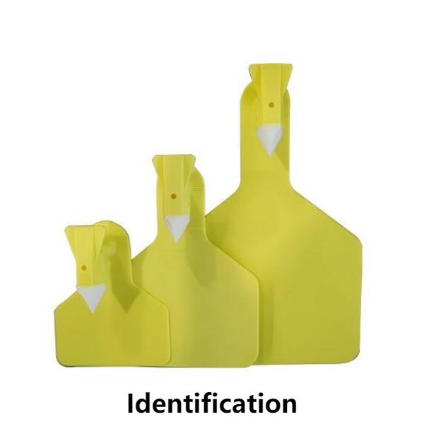 Identification 